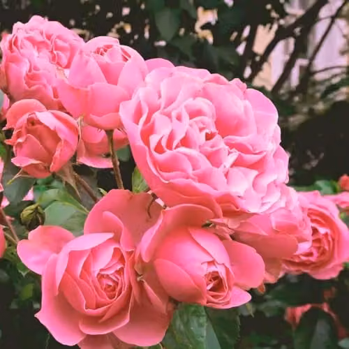 Thompson & Morgan Rose Duo Collection featuring Queen Elizabeth Floribunda and Scented Double White Bareroots, 4 Pack