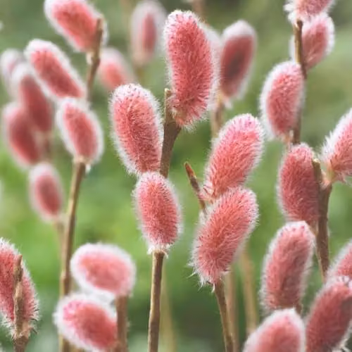 Thompson & Morgan Salix gracilistyla Mount ASO Pink Willow Ornamental Shrub, 7.5 Litre Pot