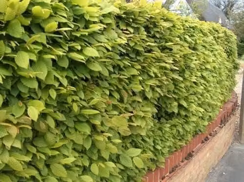 F&G Supplies Grade A Hornbeam Hedging Plant Carpinus Betulus Semi-Evergreen Bare Root Tree Saplings, Height: 90-120 cm, Quantity: 20
