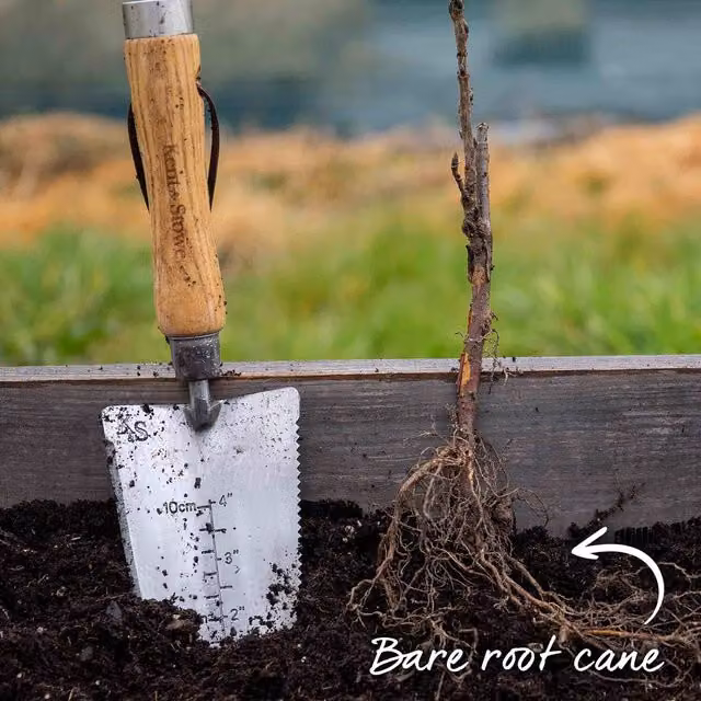 Marshalls Garden Blackcurrant Ebony Berry Bush Plant, Black