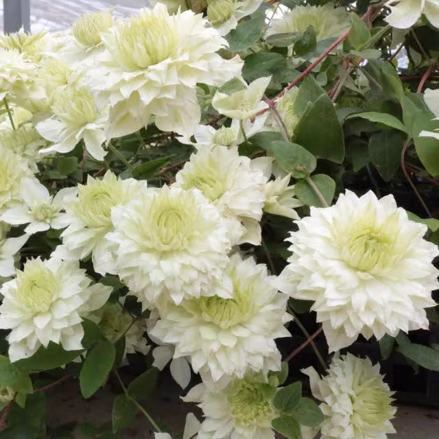 Marshalls Garden Clematis Manju White and Green Climber for Summer and Autumn Flowering