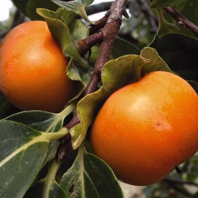 Thompson & Morgan Persimmon Diospyros Kaki Sharon Fruit Tree, Orange