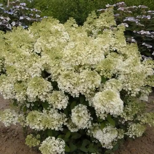 Thompson & Morgan Hydrangea Bobo Dwarf Panicle Ornamental Shrub with White to Pink Blooms, 25 Litre Pot