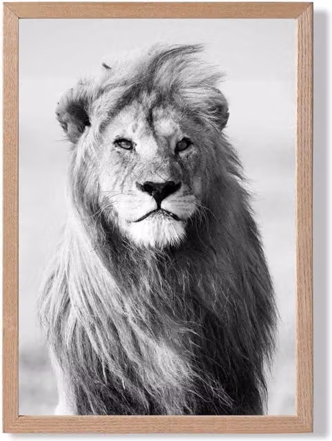 ARTZE Regal Lion Animal Black and White Photo Framed Print with Oak Frame, A4