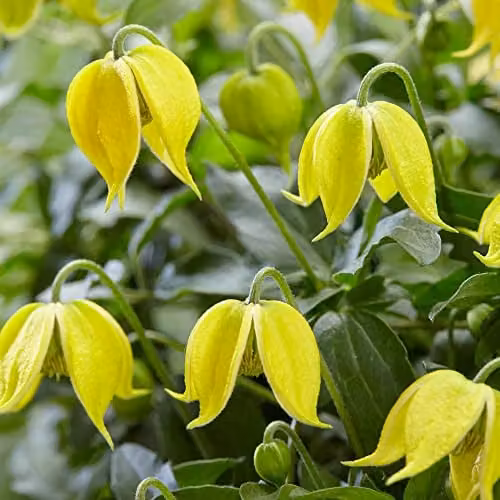 YouGarden Clematis tangutica Little Lemons Climber, 3 x 7cm Pots, Yellow and Green