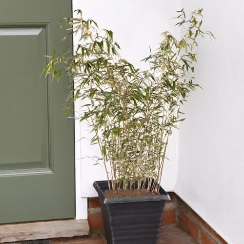 Thompson and Morgan Fargesia Rufa Hardy Bamboo with Two Toned Green and Grey Foliage, 1x 19cm Potted Plant and 1x Patio Pot