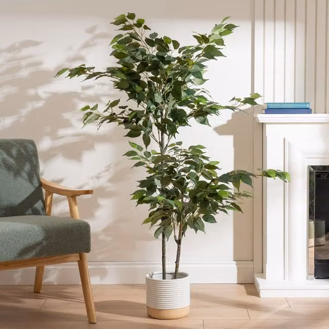 Scottish Everlastings Ltd Green Ficus Tree, Height: 140 cm