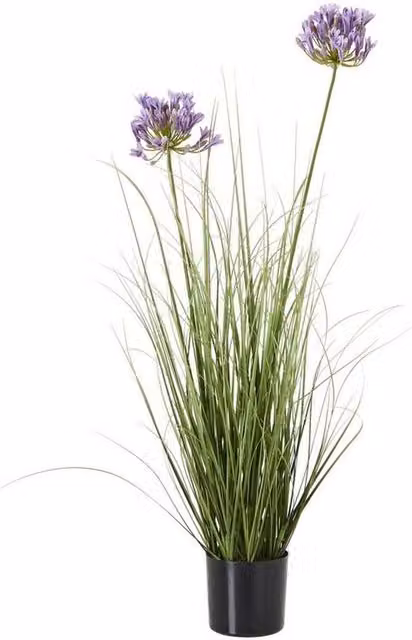 Lemon Pavilion Furniture and Decor Purple Agapanthus Potted Plant in Black Plastic, Height: 90 cm