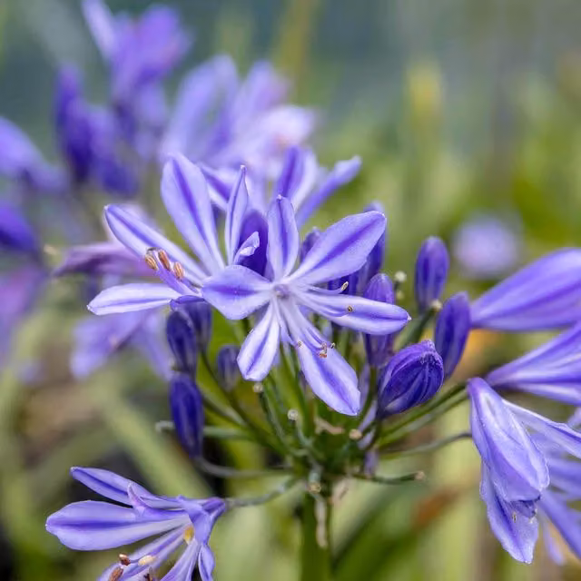 Marshalls Garden Agapanthus Charlotte Blue Flowering Compact Perennial Plant