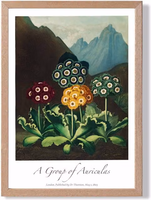 ARTZE Vintage Floral Auricula Flowers Framed Botanical Illustration Print, Multicolour, Oak Frame, A3