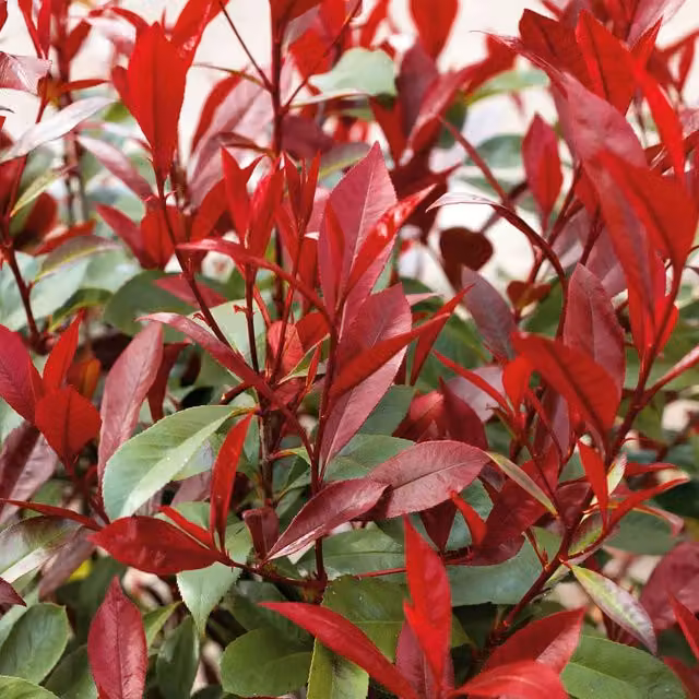 Marshalls Garden Photinia Red Robin Ornamental Hedge Shrub, Red and Green