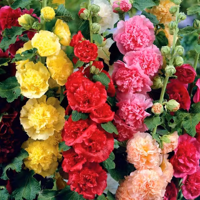 Marshalls Garden Pink Hollyhock Chater's Double Mixed Hardy Perennial
