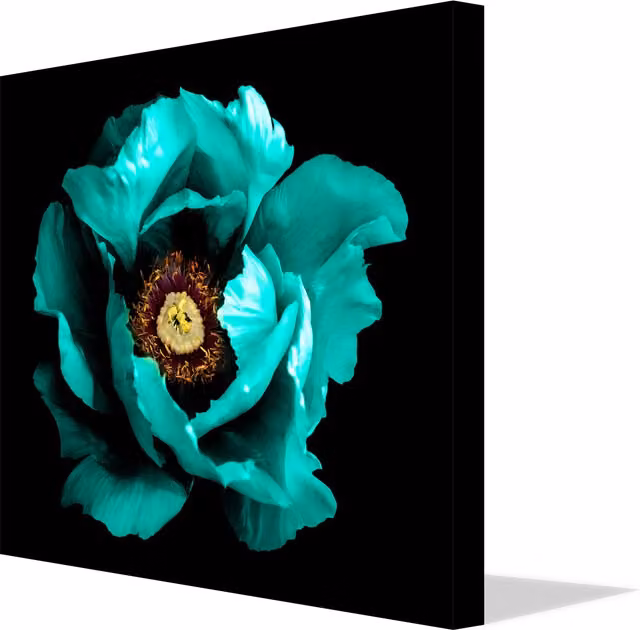 Benjamin Tate Design LTD Winter Floral Surreal Peony Macro Canvas Print in Petrol and Turquoise, Width: 101 cm