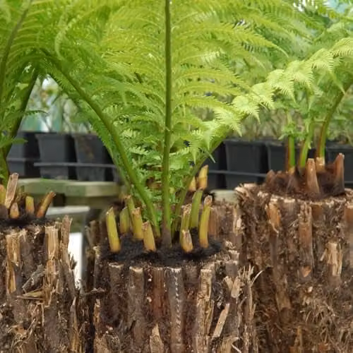 Thompson and Morgan Dicksonia Antarctica Australian Tree Fern, 2 x 2 Litre Potted Perennial Plants