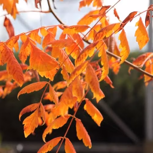 Thompson & Morgan Koelreuteria paniculata Pride of India Golden Rain Tree with Summer Yellow Flowers and Deciduous Multi-Season Foliage, 18 Litre Pot