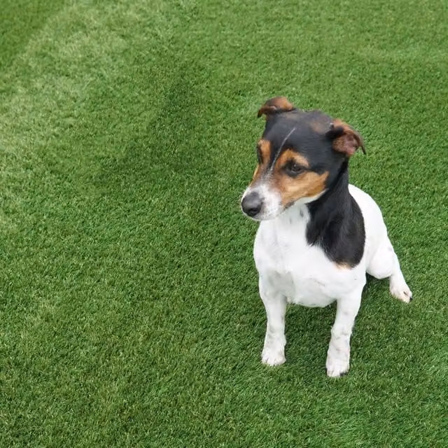 Artificial Grass GB Shamrock 40mm Artificial Grass in Green, W: 200 cm, L: 800 cm
