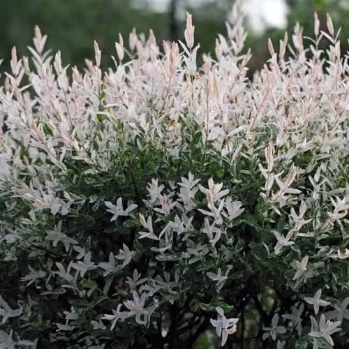 Thompson and Morgan Salix Integra Hakuro-nishiki Flamingo Tree, 2 x 17cm Potted Ornamental Shrubs, Height: 120 cm, Pink, Green and White