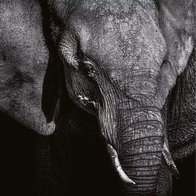 Grey Elephant Animal Print Wall Mural Photograph